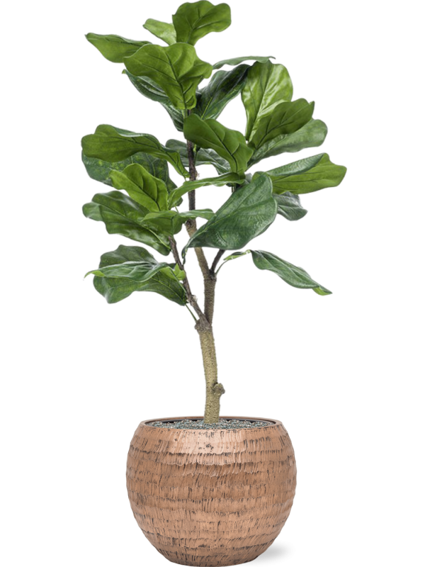 Ficus lyrata in Baq Opus Hammered Office Plant With Pot 120cm Height 27cm Dia