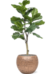 Ficus lyrata in Baq Opus Hammered Office Plant With Pot 120cm Height 27cm Dia