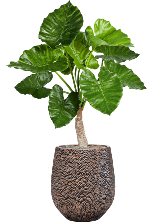 Alocasia calidora in Baq Opus Hit Office Plant With Pot 120cm Height 24cm Dia