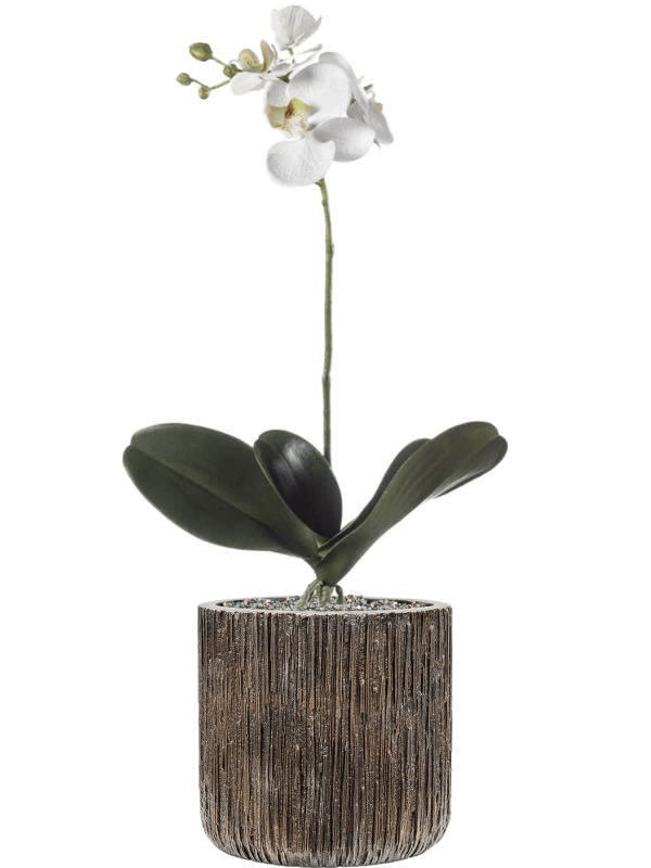 Phalaenopsis in Baq Luxe Lite Universe Waterfall Office Plant With Pot 70cm Height 19cm Dia