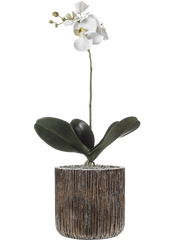 Phalaenopsis in Baq Luxe Lite Universe Waterfall Office Plant With Pot 70cm Height 19cm Dia
