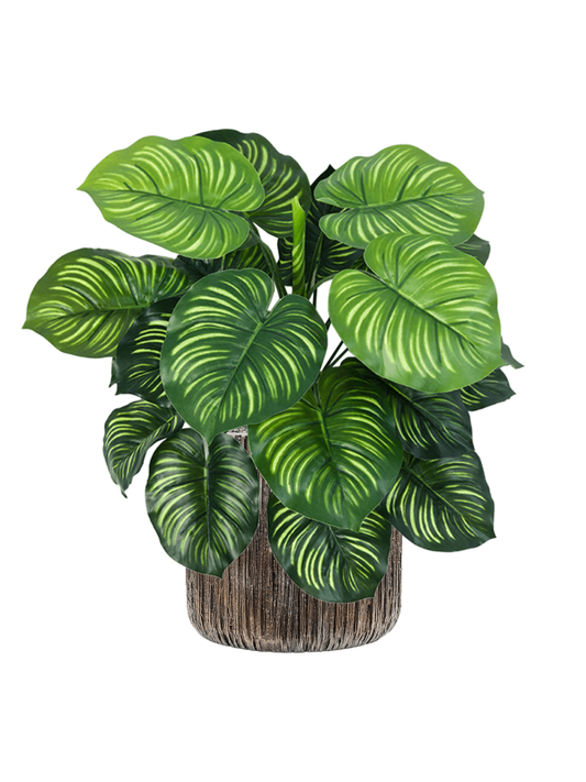 Calathea in Baq Luxe Lite Universe Waterfall Office Plant With Pot 50cm Height 19cm Dia