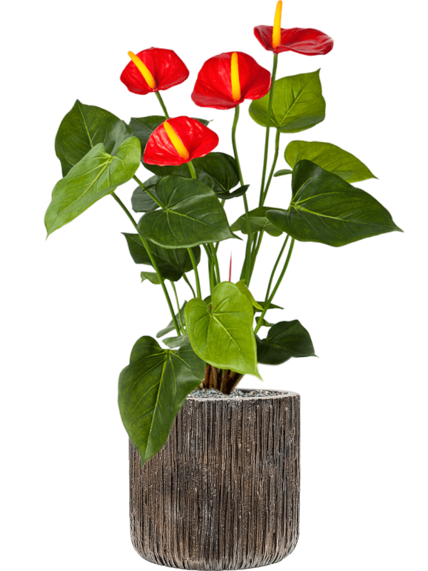 Anthurium in Baq Luxe Lite Universe Waterfall Office Plant With Pot 68cm Height 19cm Dia