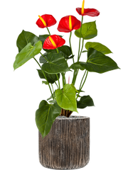 Anthurium in Baq Luxe Lite Universe Waterfall Office Plant With Pot 68cm Height 19cm Dia