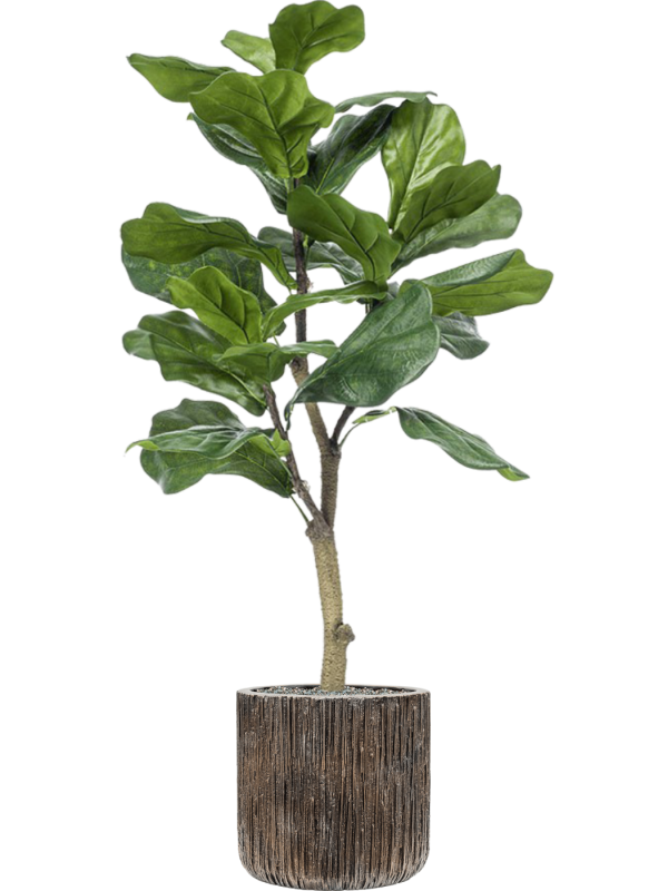 Ficus lyrata in Baq Luxe Lite Universe Waterfall Office Plant With Pot 116cm Height 24cm Dia