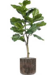 Ficus lyrata in Baq Luxe Lite Universe Waterfall Office Plant With Pot 116cm Height 24cm Dia