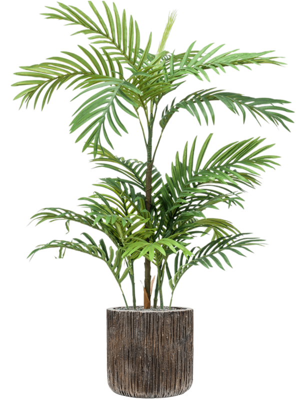 Phoenix in Baq Luxe Lite Universe Waterfall Office Plant With Pot 115cm Height 24cm Dia