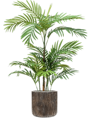 Phoenix in Baq Luxe Lite Universe Waterfall Office Plant With Pot 115cm Height 24cm Dia