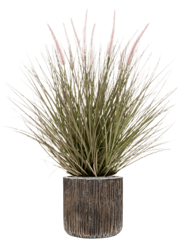 Grass Pennisetum in Baq Luxe Lite Universe Waterfall Office Plant With Pot 97cm Height 24cm Dia
