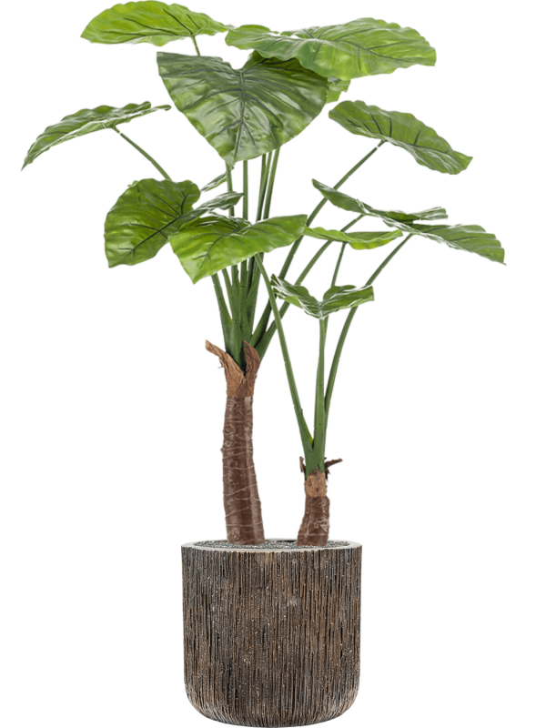 Alocasia in Baq Luxe Lite Universe Waterfall Office Plant With Pot 146cm Height 37cm Dia