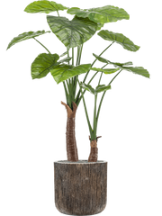 Alocasia in Baq Luxe Lite Universe Waterfall Office Plant With Pot 146cm Height 37cm Dia