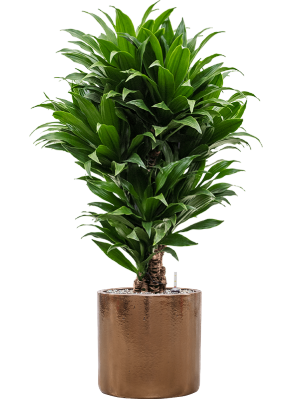 Dracaena fragrans 'Compacta' in Cylinder Office Plant With Pot 107cm Height 26cm Dia