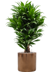 Dracaena fragrans 'Compacta' in Cylinder Office Plant With Pot 107cm Height 26cm Dia