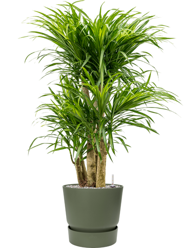 Pleomele (Dracaena) 'Anita Variegata' in Greenville Office Plant With Pot 104cm Height 29cm Dia