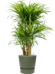 Pleomele (Dracaena) 'Anita Variegata' in Greenville Office Plant With Pot 104cm Height 29cm Dia