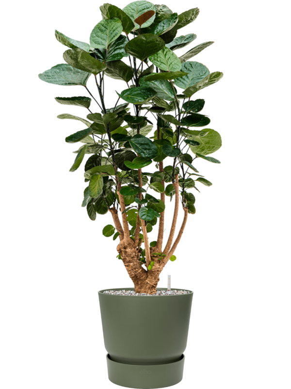 Aralia (Polyscias) 'Fabian' in Greenville Office Plant With Pot 104cm Height 29cm Dia