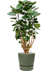 Aralia (Polyscias) 'Fabian' in Greenville Office Plant With Pot 104cm Height 29cm Dia