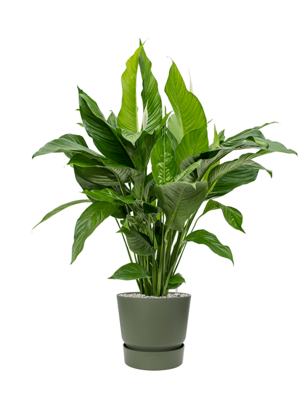 Spathiphyllum 'Sweet Lauretta' in Greenville Office Plant With Pot 114cm Height 29cm Dia
