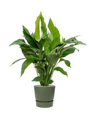 Spathiphyllum 'Sweet Lauretta' in Greenville Office Plant With Pot 114cm Height 29cm Dia