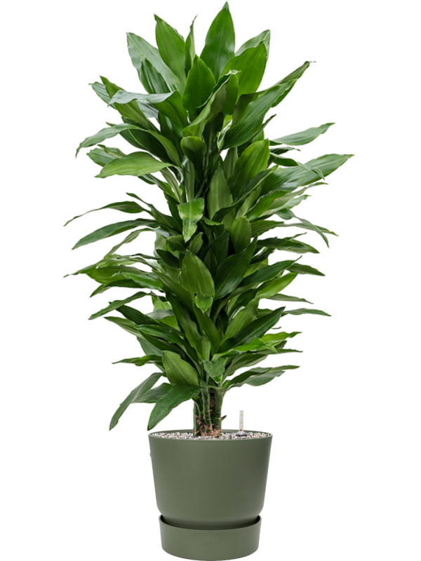 Dracaena fragrans 'Janet Lind' in Greenville Office Plant With Pot 115cm Height 29cm Dia
