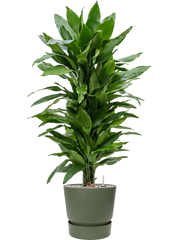 Dracaena fragrans 'Janet Lind' in Greenville Office Plant With Pot 115cm Height 29cm Dia