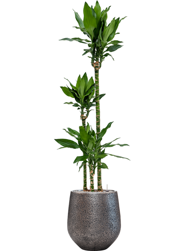 Dracaena fragrans 'Burundii' in Baq Opus Hit Office Plant With Pot 196cm Height 30cm Dia