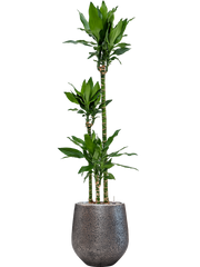 Dracaena fragrans 'Burundii' in Baq Opus Hit Office Plant With Pot 196cm Height 30cm Dia