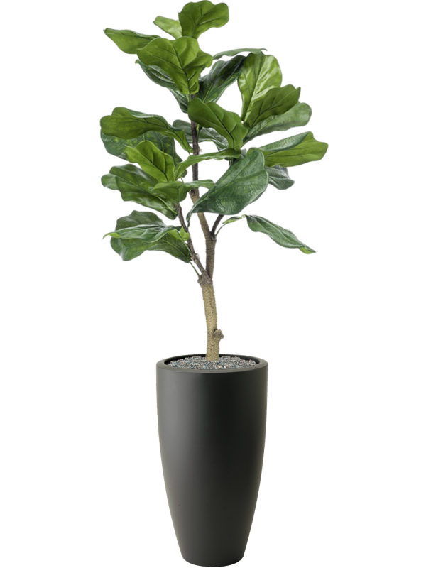 Ficus lyrata in Pure 140cm Height 30cm Dia Pot Office Plant