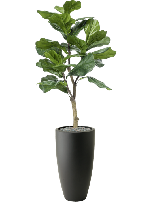 Ficus lyrata in Pure 140cm Height 30cm Dia Pot Office Plant