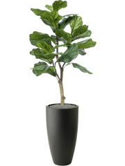 Ficus lyrata in Pure 140cm Height 30cm Dia Pot Office Plant