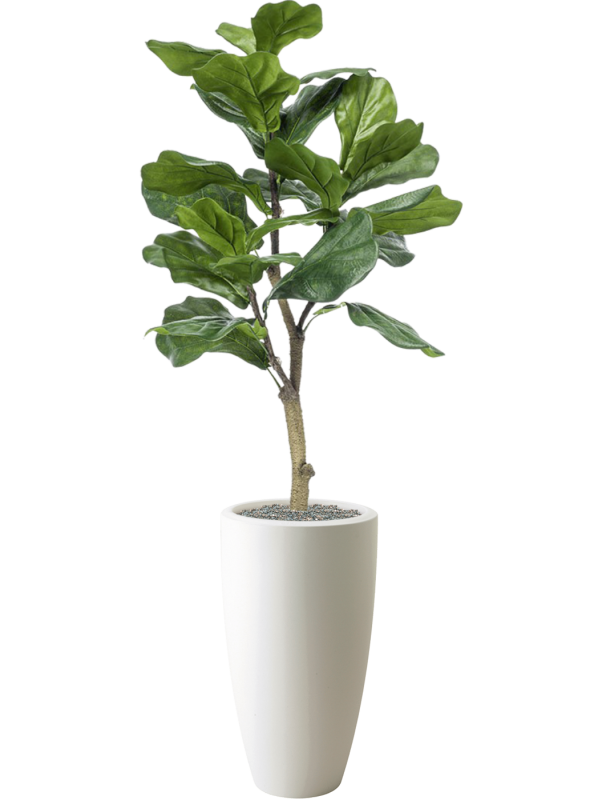 Ficus lyrata in Pure 140cm Height 30cm Dia Pot Office Plant