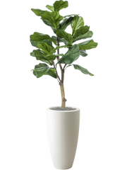 Ficus lyrata in Pure 140cm Height 30cm Dia Pot Office Plant