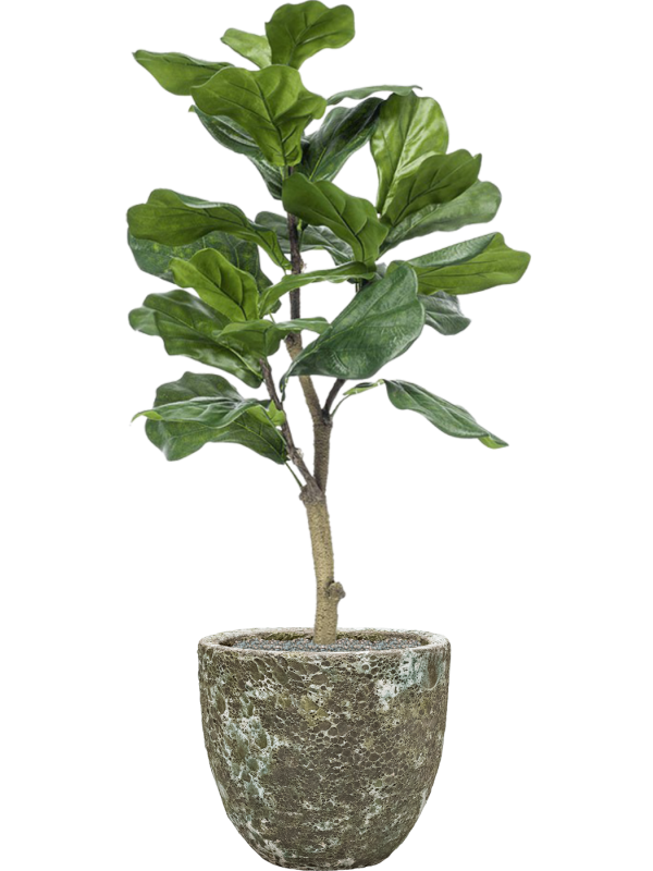 Ficus lyrata in Baq Lava Office Plant With Pot 121cm Height 30cm Dia