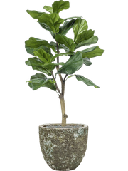 Ficus lyrata in Baq Lava Office Plant With Pot 121cm Height 30cm Dia