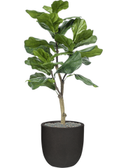 Ficus lyrata in Capi Urban Smooth NL Office Plant With Pot 120cm Height 29.8cm Dia