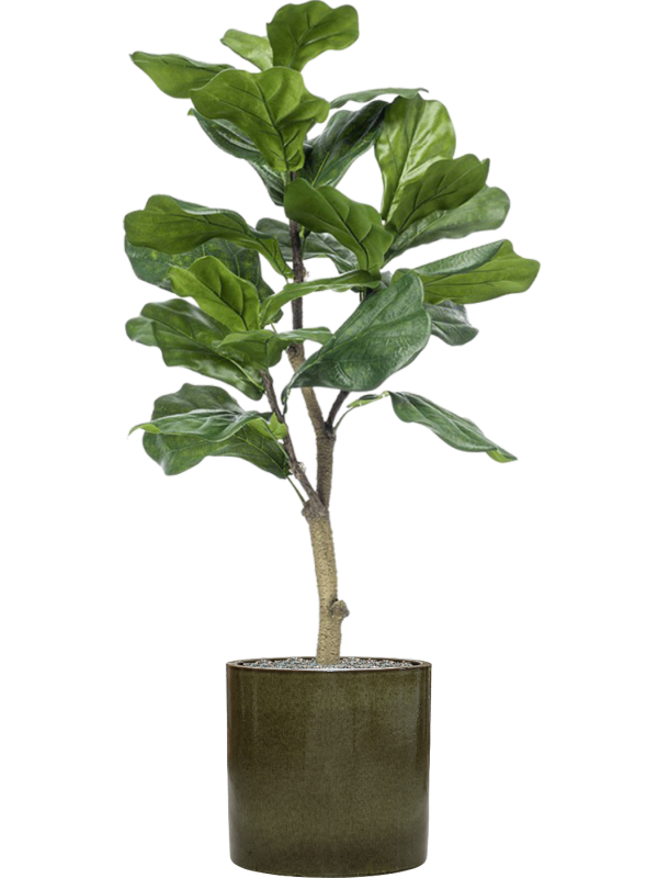 Ficus lyrata in Cylinder Office Plant With Pot 118cm Height 26cm Dia