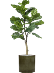 Ficus lyrata in Cylinder Office Plant With Pot 118cm Height 26cm Dia