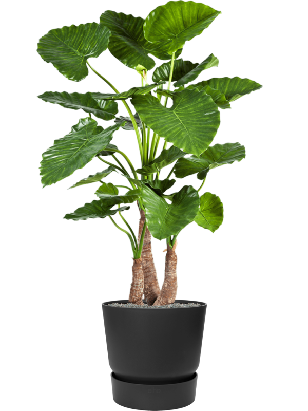 Alocasia calidora in Greenville Office Plant With Pot 161cm Height 47cm Dia