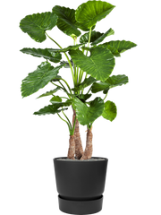Alocasia calidora in Greenville Office Plant With Pot 161cm Height 47cm Dia