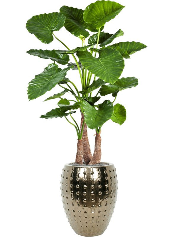 Alocasia calidora in Laos Office Plant With Pot 172cm Height 29cm Dia