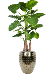 Alocasia calidora in Laos Office Plant With Pot 172cm Height 29cm Dia