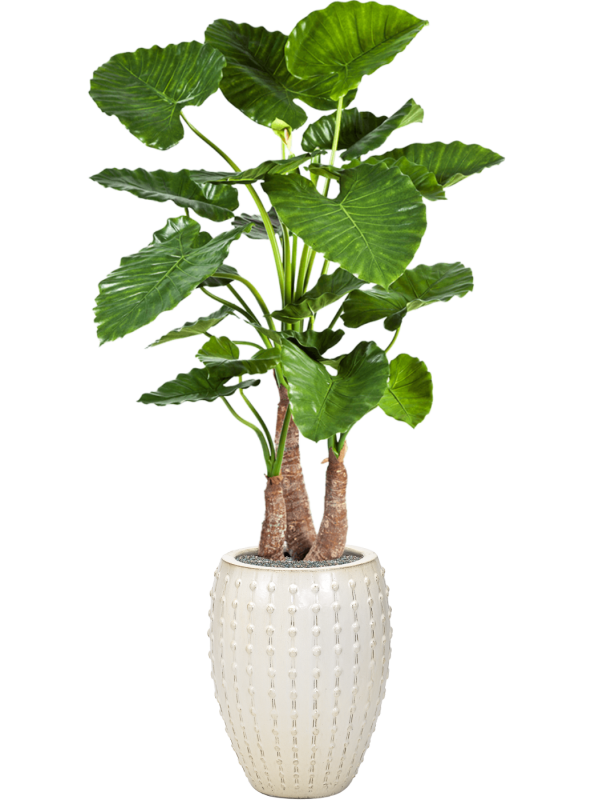 Alocasia calidora in Laos Office Plant With Pot 171cm Height 29cm Dia