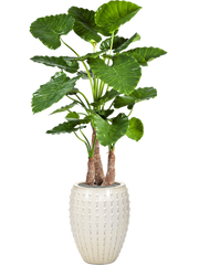 Alocasia calidora in Laos Office Plant With Pot 171cm Height 29cm Dia