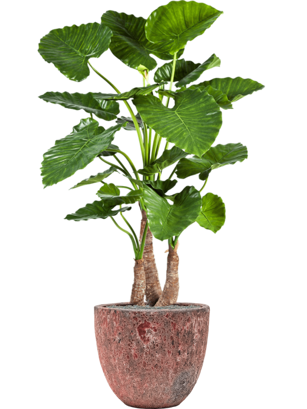 Alocasia calidora in Baq Lava Office Plant With Pot 160cm Height 38cm Dia