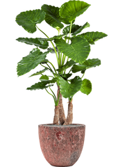 Alocasia calidora in Baq Lava Office Plant With Pot 160cm Height 38cm Dia