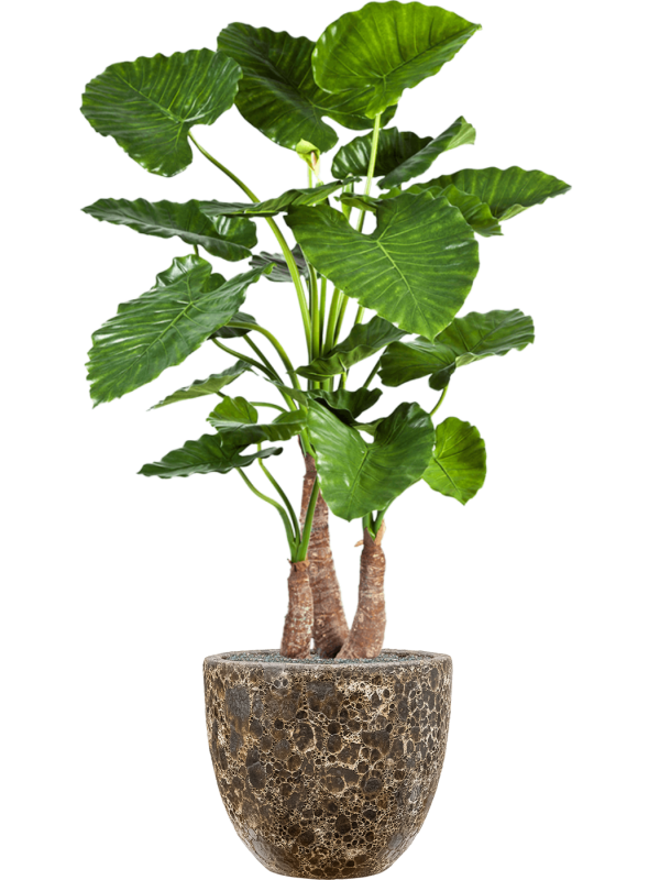 Alocasia calidora in Baq Lava Office Plant With Pot 160cm Height 38cm Dia