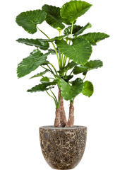 Alocasia calidora in Baq Lava Office Plant With Pot 160cm Height 38cm Dia