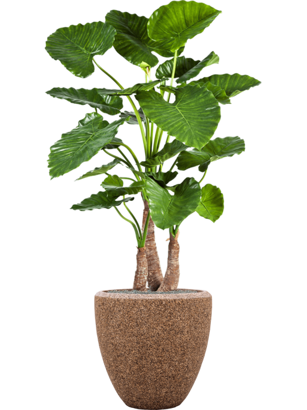 Alocasia calidora in Baq Naturescast Office Plant With Pot 168cm Height 44cm Dia