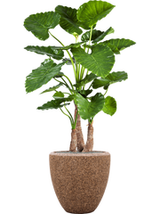 Alocasia calidora in Baq Naturescast Office Plant With Pot 168cm Height 44cm Dia