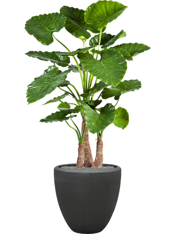 Alocasia calidora in Baq Polystone Plain Office Plant With Pot 166cm Height 41cm Dia